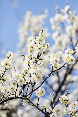 포토 JPG 주간 사람없음 야외 아웃포커스 봄 나뭇가지 경상남도 매화 입춘 김해 국내포토 자연요소 나무 계절 꽃 촬영기법 경상도 절기 파일형식