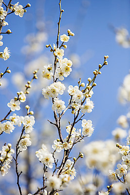 포토 JPG 주간 하늘 사람없음 야외 아웃포커스 봄 나뭇가지 경상남도 매화 입춘 김해 국내포토 자연요소 나무 계절 꽃 촬영기법 경상도 절기 파일형식