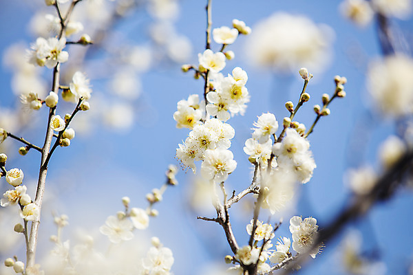 포토 JPG 주간 하늘 사람없음 야외 아웃포커스 봄 나뭇가지 소프트포커스 경상남도 매화 입춘 김해 국내포토 자연요소 나무 계절 꽃 촬영기법 경상도 절기 파일형식