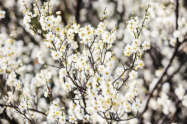 포토 JPG 주간 사람없음 야외 아웃포커스 봄 나뭇가지 경상남도 매화 입춘 김해 국내포토 자연요소 나무 계절 꽃 촬영기법 경상도 절기 파일형식