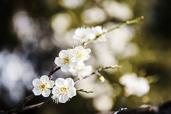 포토 JPG 주간 사람없음 야외 아웃포커스 봄 나뭇가지 경상남도 매화 입춘 김해 국내포토 자연요소 나무 계절 꽃 촬영기법 경상도 절기 파일형식