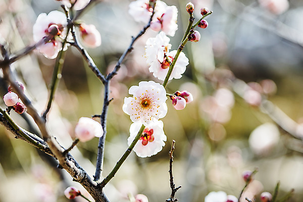 포토 JPG 주간 사람없음 야외 아웃포커스 봄 나뭇가지 경상남도 홍매화 입춘 김해 국내포토 자연요소 나무 계절 촬영기법 경상도 절기 매화 파일형식