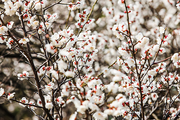 포토 JPG 주간 사람없음 야외 아웃포커스 봄 나뭇가지 전라북도 매화 담양 국내포토 자연요소 나무 계절 꽃 촬영기법 전라도 전라남도 파일형식
