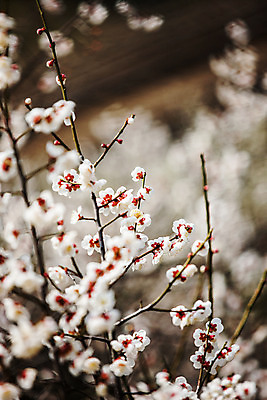 포토 JPG 주간 사람없음 야외 아웃포커스 봄 나뭇가지 전라북도 매화 담양 국내포토 자연요소 나무 계절 꽃 촬영기법 전라도 전라남도 파일형식