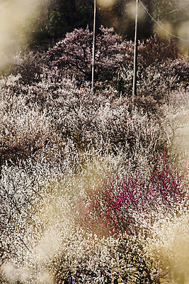 포토 JPG 주간 사람없음 야외 봄 소프트포커스 숲 전라북도 매화 매화나무 담양 국내포토 자연요소 나무 계절 꽃 촬영기법 전라도 전라남도 파일형식