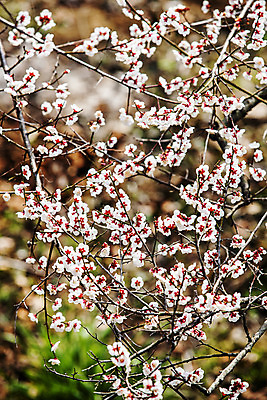 포토 JPG 주간 사람없음 야외 아웃포커스 봄 나뭇가지 전라북도 매화 담양 국내포토 자연요소 나무 계절 꽃 촬영기법 전라도 전라남도 파일형식