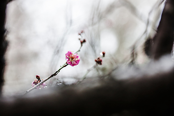 포토 JPG 주간 사람없음 야외 아웃포커스 봄 나뭇가지 소프트포커스 전라북도 홍매화 담양 국내포토 자연요소 나무 계절 촬영기법 전라도 전라남도 매화 파일형식