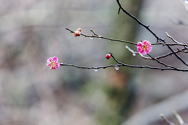 포토 JPG 주간 사람없음 야외 아웃포커스 봄 나뭇가지 전라북도 홍매화 담양 국내포토 자연요소 나무 계절 촬영기법 전라도 전라남도 매화 파일형식