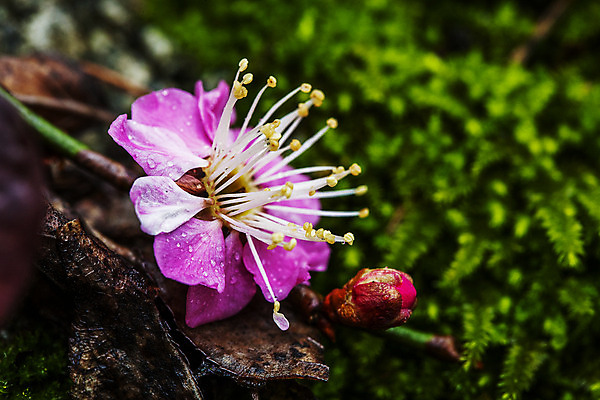 포토 JPG 주간 근접촬영 사람없음 야외 봄 전라북도 홍매화 담양 국내포토 자연요소 계절 뷰포인트 전라도 전라남도 매화 파일형식