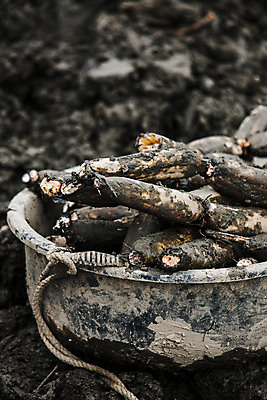 포토 JPG 주간 그릇 밭 채소 사람없음 야외 아웃포커스 담기 특산물 연근 대구광역시 반야월 국내포토 자연요소 식기 농업 모션 촬영기법 대구_한국 파일형식