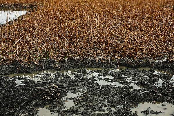 포토 JPG 주간 밭 채소 사람없음 야외 특산물 연근 대구광역시 반야월 국내포토 자연요소 농업 대구_한국 파일형식