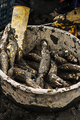 포토 JPG 주간 채소 사람없음 야외 담기 특산물 대야 연근 대구광역시 반야월 국내포토 자연요소 모션 대구_한국 파일형식