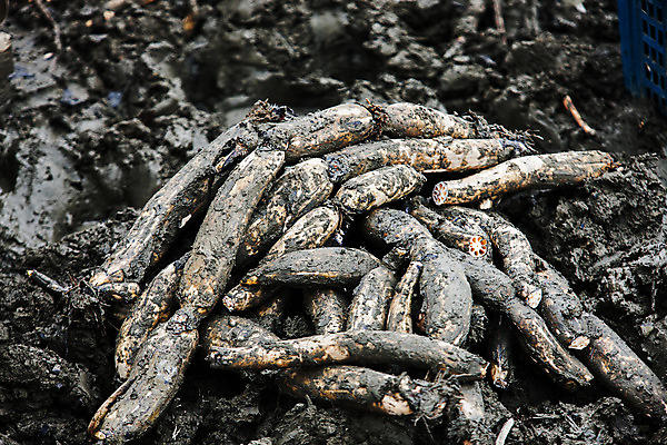 포토 JPG 주간 밭 채소 사람없음 야외 흙 특산물 연근 대구광역시 반야월 국내포토 자연요소 농업 대구_한국 파일형식