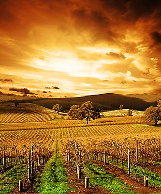 포토 JPG 해외이미지 구름 밭 사람없음 야외 농작물 호주 포도밭 해외202004 해외202105 해외포토 자연요소 농업 오세아니아 파일형식