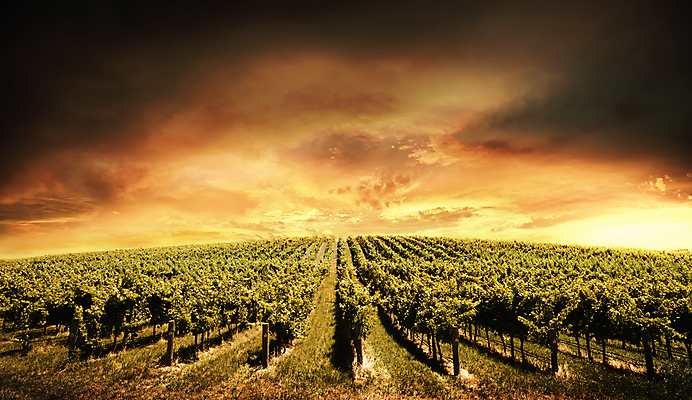 포토 JPG 해외이미지 구름 밭 풍경 사람없음 야외 농장 일출 일몰 호주 포도밭 해외202004 해외202105 해외포토 자연요소 농업 노을 오세아니아 파일형식