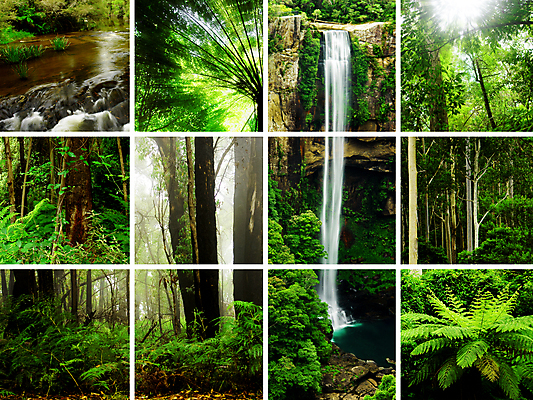 포토 JPG 해외이미지 나무 식물 사람없음 폭포 호주 숲 열대우림 해외202004 해외202105 해외포토 자연 오세아니아 파일형식