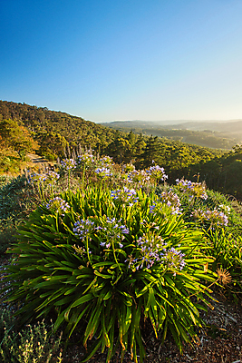 포토 JPG 해외이미지 식물 꽃 풍경 사람없음 야외 호주 해외202004 해외202105 해외포토 오세아니아 파일형식