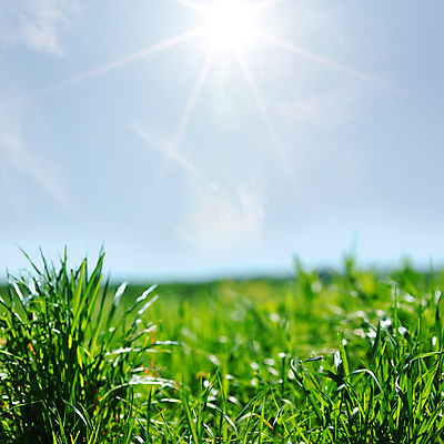 포토 JPG 해외이미지 나무 식물 잎 하늘 잔디 사람없음 태양 해외202004 해외포토 자연요소 파일형식