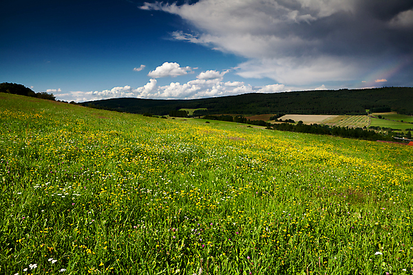 포토 JPG 해외이미지 구름 꽃 사람없음 숲 언덕 해외202004 해외202105 해외포토 자연요소 식물 파일형식
