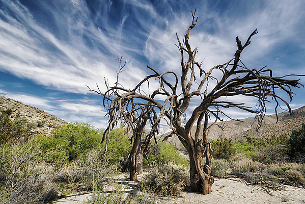 포토 JPG 해외이미지 나무 구름 아메리카 풍경 사람없음 야외 미국 캘리포니아 해외202004 해외202105 해외포토 자연요소 식물 북아메리카 대륙 파일형식