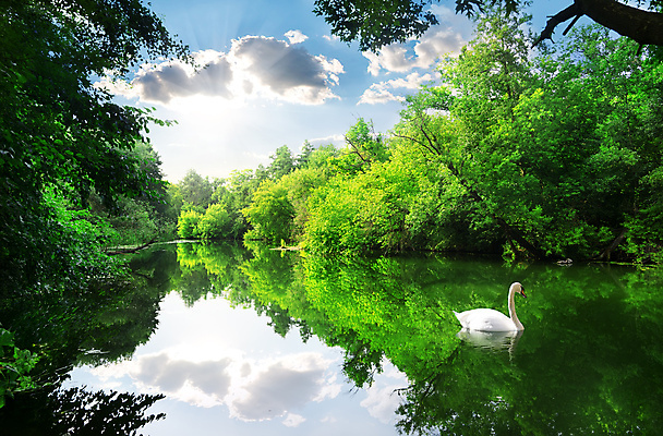 포토 JPG 해외이미지 나무 식물 구름 공원 호수 하늘 아침 풍경 사람없음 야외 강 나뭇가지 농촌 숲 백조 삼림지대 해외202004 해외포토 주간 자연요소 공공시설 조류 시골 파일형식
