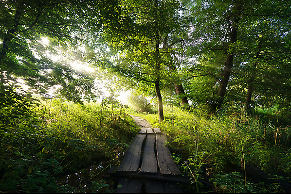 포토 JPG 해외이미지 나무 길 풍경 사람없음 야외 햇빛 태양 일출 일몰 숲 해외202004 해외202105 해외포토 자연요소 식물 노을 파일형식