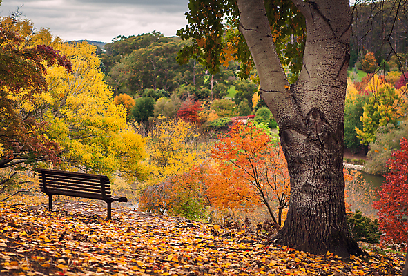 포토 JPG 해외이미지 나무 벤치 풍경 사람없음 야외 호주 해외202004 해외202105 해외포토 식물 의자 오세아니아 파일형식
