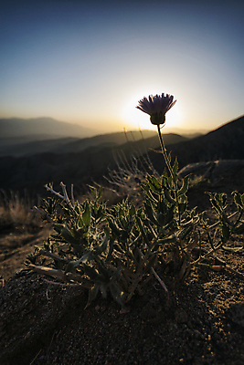 포토 JPG 해외이미지 식물 산 풍경 사람없음 야외 태양 일몰 캘리포니아 해외202004 해외202105 해외포토 자연요소 노을 미국 파일형식