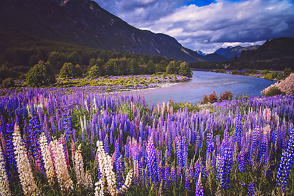 포토 JPG 해외이미지 꽃 산 풍경 사람없음 야외 강 저수지 개울 해외202004 해외202105 해외포토 식물 파일형식