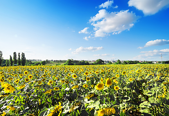 포토 JPG 해외이미지 나무 식물 구름 꽃잎 꽃 잎 하늘 해바라기 풍경 초원 사람없음 야외 햇빛 전원 전경 해외202004 해외포토 자연요소 태양 전기에너지 파일형식 탑뷰