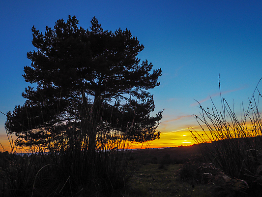 포토 JPG 해외이미지 나무 하늘 영국 풍경 사람없음 갈색 일몰 숲 언덕 공터 땅바닥 적갈색 해외202004 해외포토 식물 유럽 컬러 바닥 노을 파일형식