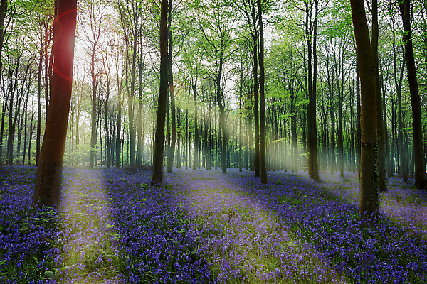 포토 JPG 해외이미지 나무 꽃 잉글랜드 풍경 사람없음 숲 히아신스 해외202004 해외202105 해외포토 식물 영국 파일형식