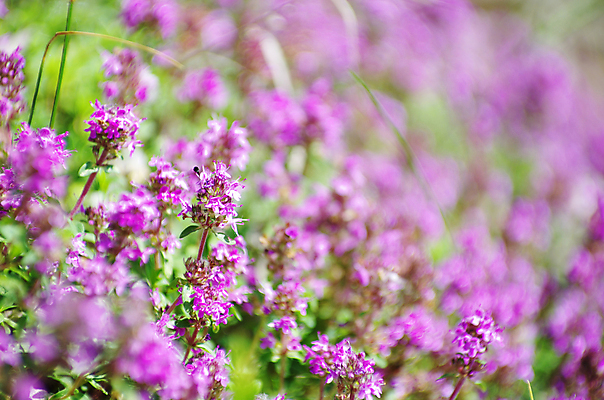포토 JPG 해외이미지 식물 공원 꽃잎 꽃 사람없음 야외 투명 숲 그늘 해외202004 해외포토 공공시설 파일형식