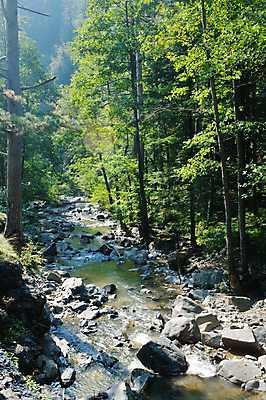 포토 JPG 해외이미지 나무 식물 공원 잎 산 이끼 풍경 사람없음 야외 강 맑음 폭포 바위 개울 숲 해외202004 해외포토 공공시설 자연 날씨 돌_바위 파일형식