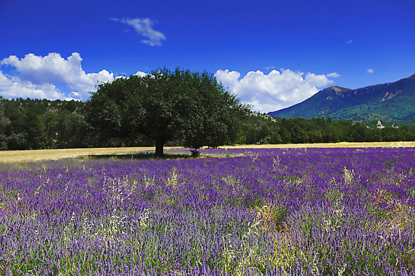 포토 JPG 해외이미지 식물 구름 꽃 유럽 하늘 풍경 사람없음 야외 보라색 허브 라벤더 해외202004 해외포토 자연요소 나라 컬러 파일형식