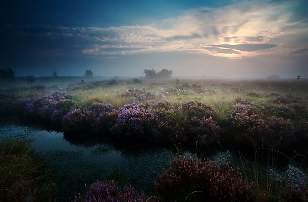 포토 JPG 해외이미지 꽃 하늘 풍경 사람없음 야외 강 햇빛 태양 들꽃 네덜란드 해외202004 해외202105 해외포토 자연요소 식물 유럽 파일형식
