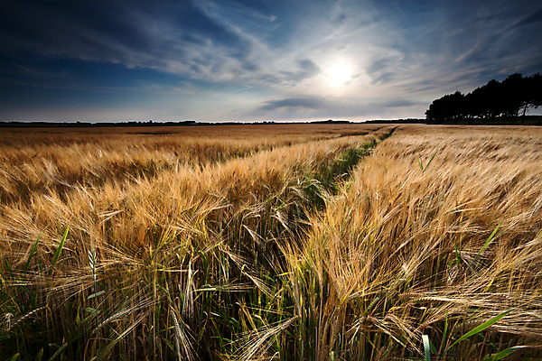 포토 JPG 해외이미지 식물 하늘 풍경 사람없음 야외 햇빛 농장 시골 해외202004 해외202105 해외포토 농업 태양 파일형식