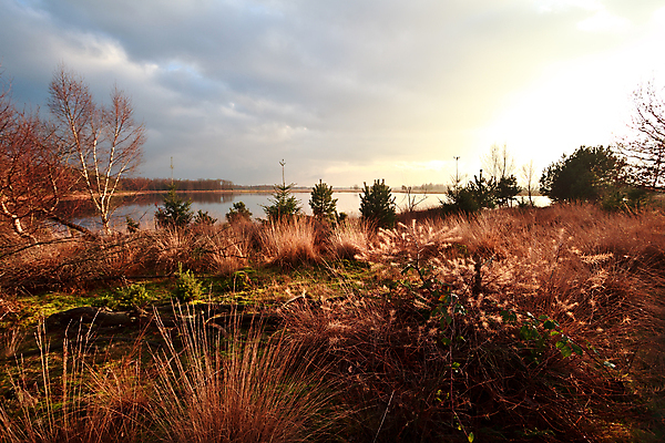 포토 JPG 해외이미지 나무 호수 하늘 풍경 사람없음 야외 햇빛 태양 시골 연못 습지 네덜란드 해외202004 해외202105 해외포토 자연요소 식물 유럽 파일형식