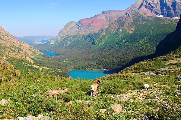 포토 JPG 해외이미지 공원 호수 야생동물 밭 포유류 산 풍경 사람없음 야외 계곡 미국 연못 양 숲 해외202004 해외포토 동물 공공시설 북아메리카 농업 파일형식