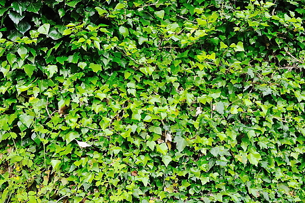 포토 JPG 해외이미지 나무 식물 구름 공원 꽃 하늘 아침 풍경 초원 사람없음 야외 맑음 전원 수평선 해외202004 해외포토 주간 자연요소 공공시설 날씨 전기에너지 파일형식