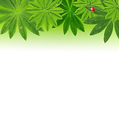 EPS 해외이미지 나무 식물 잎 일러스트 부활절 사람없음 야외 초록색 햇빛 환경 젖음 물방울 나뭇가지 그린에너지 보호 소프트포커스 숲 청소 에코 친환경 무당벌레 자작나무 국경 효과 해외202004 해외202105 해외일러스트 기념일 컬러 곤충 컨셉 촬영기법 태양 에너지 파일형식 벡터