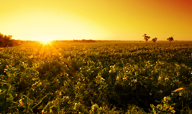 포토 JPG 해외이미지 나무 꽃 풍경 초원 사람없음 야외 농작물 태양 시골 호주 수평선 해외202004 해외202105 해외포토 자연요소 식물 농업 오세아니아 파일형식