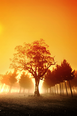 포토 JPG 해외이미지 나무 풍경 사람없음 야외 일출 일몰 안개 시골 소나무 호주 숲 언덕 해외202004 해외202105 해외포토 식물 날씨 노을 오세아니아 파일형식