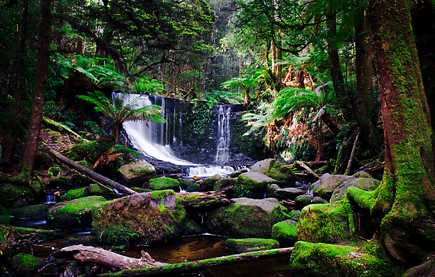 포토 JPG 해외이미지 나무 식물 잎 이끼 풍경 사람없음 야외 강 폭포 연못 호주 숲 해외202004 해외202105 해외포토 자연 오세아니아 파일형식