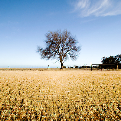 포토 JPG 해외이미지 나무 밭 풍경 사람없음 야외 농작물 농장 시골 호주 해외202004 해외202105 해외포토 식물 농업 오세아니아 파일형식