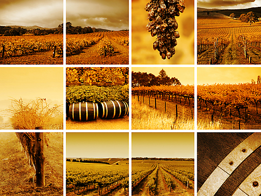 포토 JPG 해외이미지 나무 풍경 사람없음 야외 포도밭 양조장 해외202004 해외202105 해외포토 식물 밭 파일형식