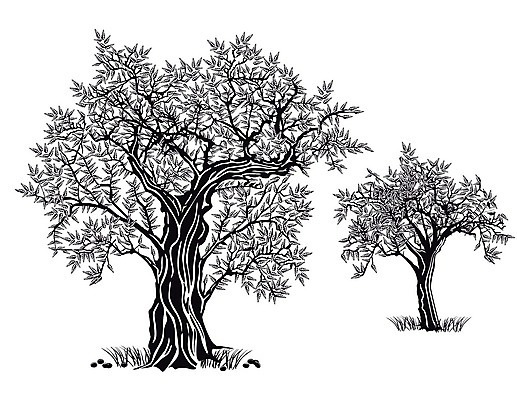 EPS 해외이미지 나무 잎 농업 채소 일러스트 재료 요리 사람없음 이탈리아 샐러드 스페인 지중해 그리스 올리브 바이오 채식주의자 토스카나 해외202004 해외202105 해외일러스트 식물 열매 유럽 산업 음식 바다 채식 파일형식 벡터