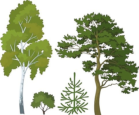 EPS 해외이미지 나무 일러스트 사람없음 관목 자작나무 세그루 가문비나무 해외202004 해외202105 해외일러스트 식물 3 파일형식 벡터