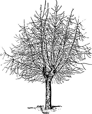 EPS 해외이미지 나무 일러스트 사람없음 검은색 해외202004 해외202105 해외일러스트 식물 컬러 파일형식 벡터