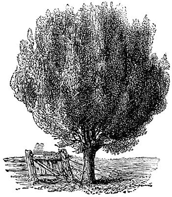 EPS 해외이미지 나무 식물 일러스트 사람없음 상자 검은색 인쇄 차단 해외202004 해외202105 해외일러스트 컬러 파일형식 벡터